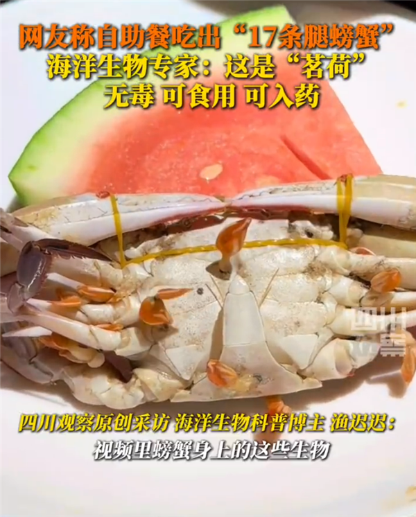 专家解答网友疑惑：17条腿的螃蟹实际上是附着茗荷 无害